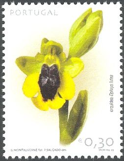 Yellow Bee-orchid (Ophrys lutea)