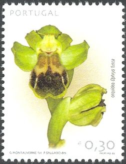 Sombre Bee-orchid (Ophrys fusca fusca)