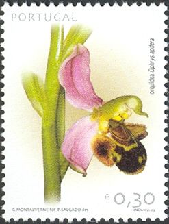 Bee Orchid (Ophrys apifera)