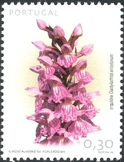 Dactylorhiza ericetorum