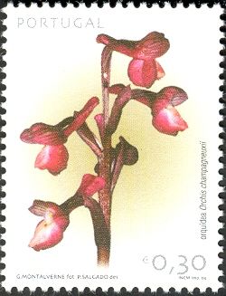 Orchis champagneuxii