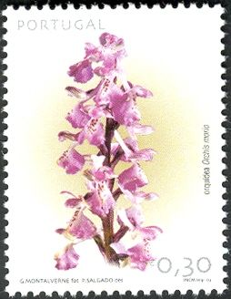 Green-winged Orchid (Orchis morio)