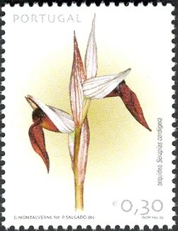 Serapias cordigera
