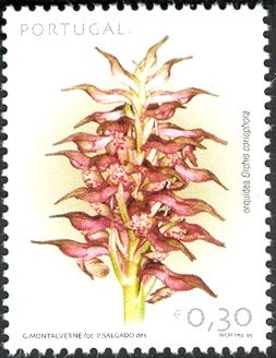 Orchis coriophora