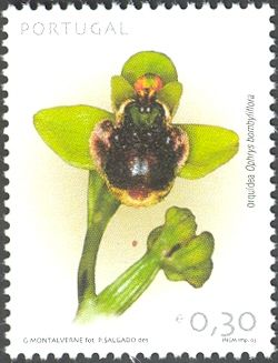 Bumblebee Orchid (Ophrys bombyliflora)