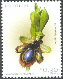 Mirror Orchid (Ophrys vernixia)