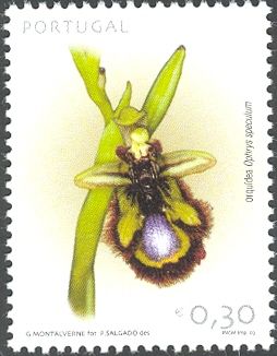 Mirror Orchid (Ophrys speculum)