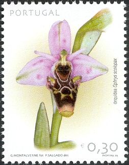 Woodcock Bee-orchid (Ophrys scolopax)