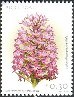 Pyramidal Orchid (Anacamptis pyramidalis)