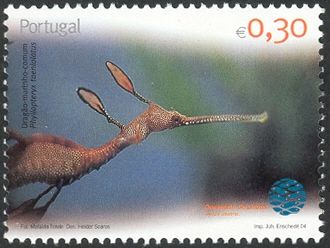 Weedy Seadragon (Phyllopteryx taeniolatus)