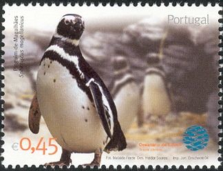 Magellanic Penguin (Spheniscus magellanicus)
