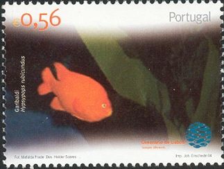 Garibaldi Damselfish (Hypsypops rubicundus) 