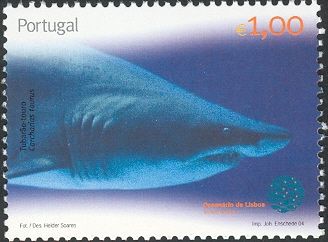 Sand Tiger Shark (Carcharias taurus) 