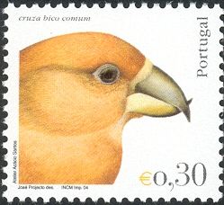 Red Crossbill (Loxia curvirostra)