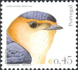 Red-rumped Swallow (Hirundo daurica)