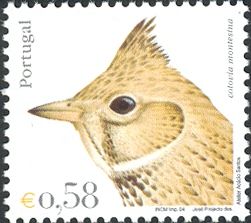 Thekla Lark (Galerida theklae)