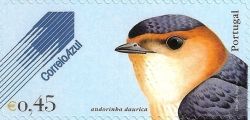 Red-rumped Swallow (Hirundo daurica)