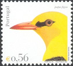 Golden Oriole (Oriolus oriolus)