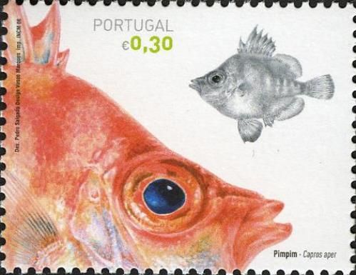 Boar Fish (Capros aper)