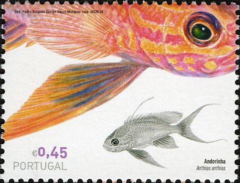 Swallowtail Seaperch (Anthias anthias)