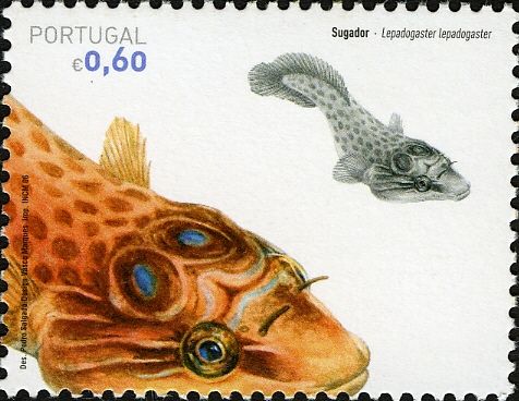 Shore Clingfish (Lepadogaster lepadogaster) 
