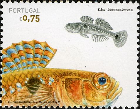 Two-spotted Goby (Gobiusculus flavescens)