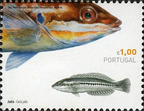 Mediterranean Rainbow Wrasse (Coris julis)