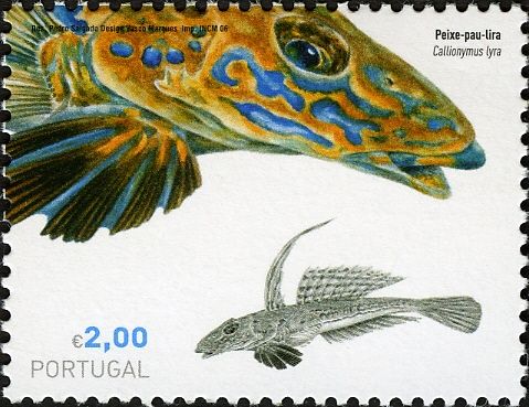 Common Dragonet (Callionymus lyra)