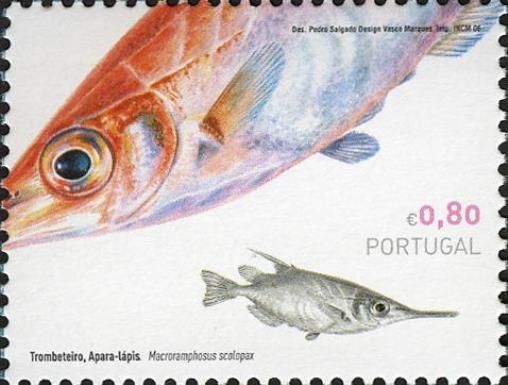 Longspine Snipefish (Macroramphosus scolopax)