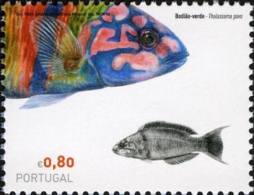 Ornate Wrasse (Thalassoma pavo)