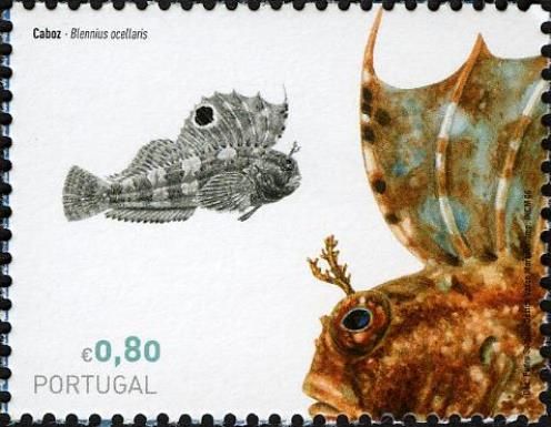 Butterfly Blenny (Blennius ocellaris)