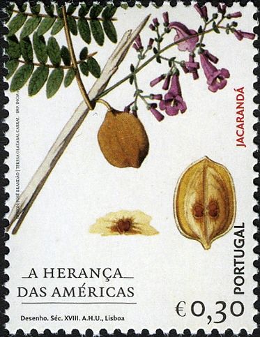 American Heritage - Blue Jacaranda