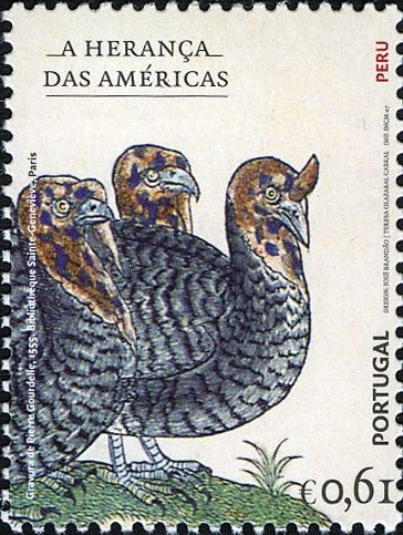Domesticated Turkey (Meleagris gallopavo)