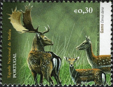 Fallow Deer (Cervus dama)