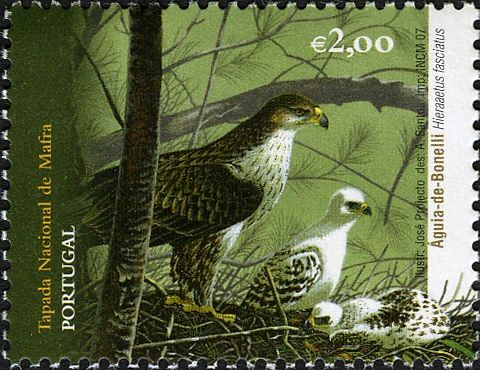 Bonelli's Eagle (Hieraaetus fasciatus)
