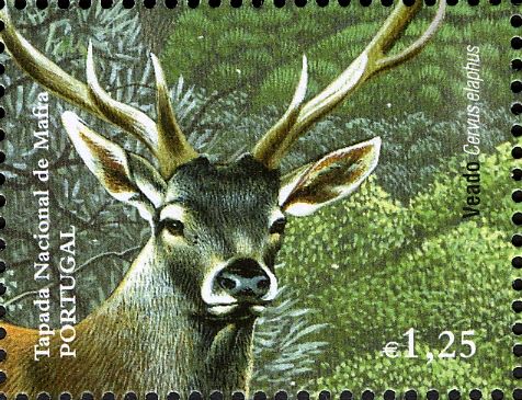 Red Deer (Cervus elaphus)