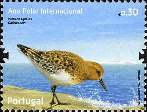 Sanderling (Calidris alba)