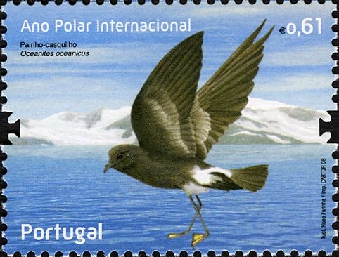 Wilson's Storm-petrel (Oceanites oceanicus)