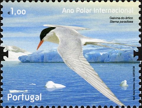 Arctic Tern (Sterna paradisea)