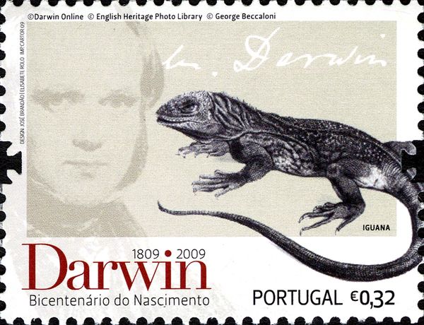Marine Iguana (Amblyrhynchus cristatus)