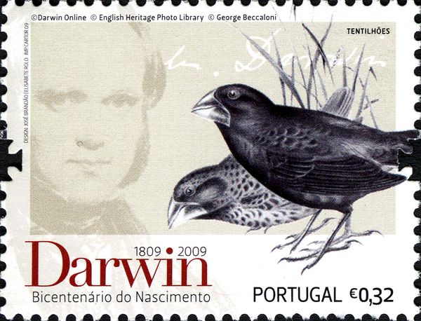 Darwin Finch (Camarhynchus sp.) 