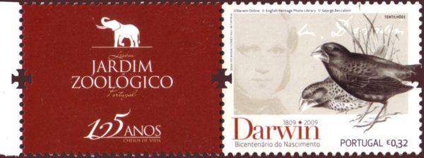 Darwin Finch (Camarhynchus sp.)