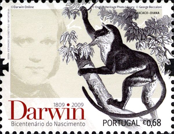 Diana Monkey (Cercopithecus diana)