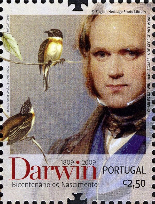 Darwin Finches (Camarhynchus sp.)