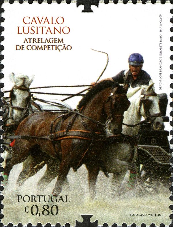 The Lusitano Horse