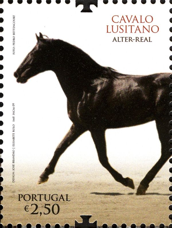 Lusitano Horse (Equus ferus caballus)