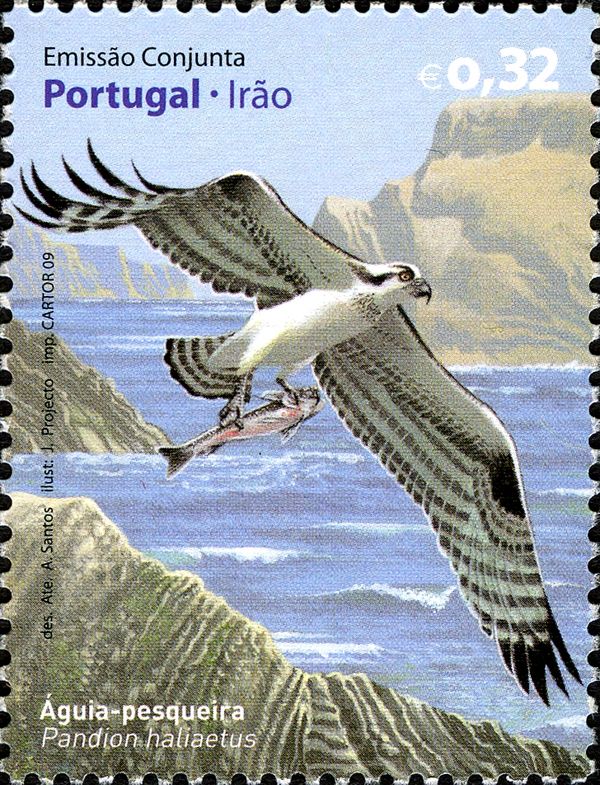 Osprey (Pandion haliaetus)