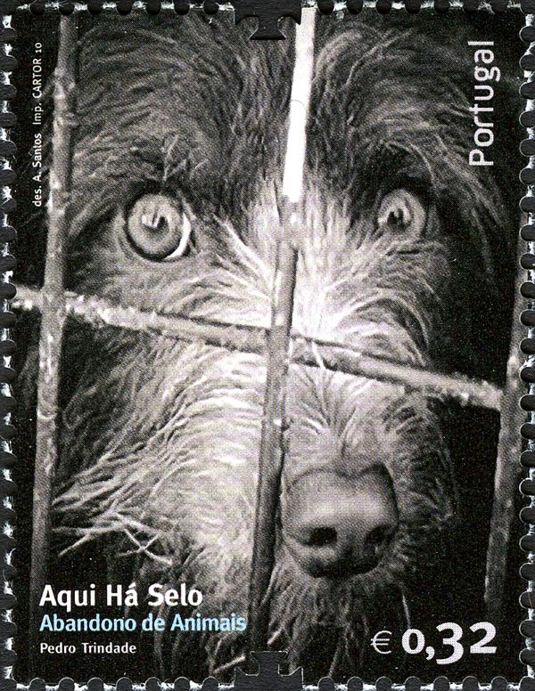 Captured Dog (Canis lupus familiaris)