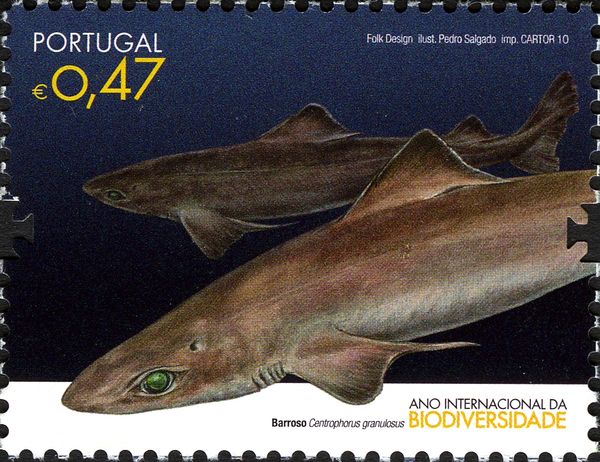 Gulper Shark (Centrophorus granulosus)