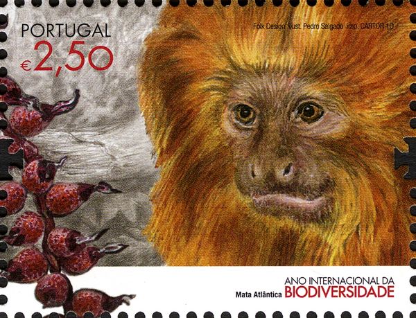 Golden Lion Tamarin (Leontopithecus rosalia)